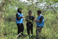 Ini lahan yang sebelumnya tandus dan sulit ditanami, kini menjadi subur karena tanaman indigofera mampu menyimpan air dengan baik.