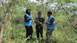 Ini lahan yang sebelumnya tandus dan sulit ditanami, kini menjadi subur karena tanaman indigofera mampu menyimpan air dengan baik.