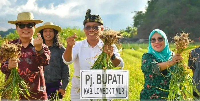 Pj Bupati Lotim, HM Juaini Taofik (tengah) saat melakukan panen bawang putih di Sembalun.