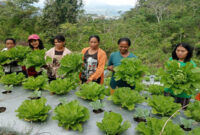 Terlihat para petani saat panen budidaya hortikultura.