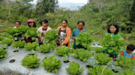 Terlihat para petani saat panen budidaya hortikultura.