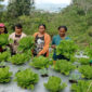 Terlihat para petani saat panen budidaya hortikultura.