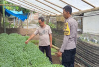 Ini lahan pekarangan rumah yang tidak terpakai, tapi bisa diubah menjadi lahan yang sangat produktif untuk menanam sayur-mayur.