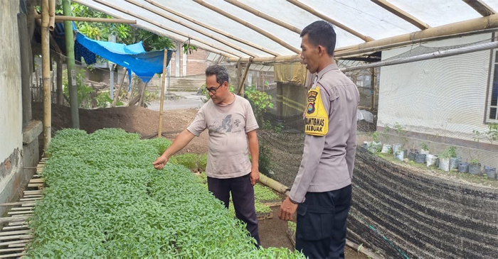 Ini lahan pekarangan rumah yang tidak terpakai, tapi bisa diubah menjadi lahan yang sangat produktif untuk menanam sayur-mayur.