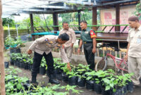 Ini pekarangan rumah warga yang disulap  TNI-Polri untuk menjaga stabilitas ketahanan pangan di wilayah Kabupaten Lombok Tengah. 