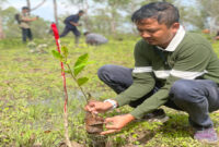 Terlihat aksi tanam bibit pohon di Desa Noimbila, Kecamatan Mollo Selatan, Kabupaten TTS, Provinsi NTT, Selasa (14/1/2025).