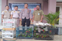 Ini 81 ekor burung berbagai jenis, termasuk satwa dilindungi seperti Perkici Dada Merah, berhasil diamankan di Pelabuhan Lembar, Lobar, Rabu (14/5/2025) sekitar pukul 13.30 Wita.