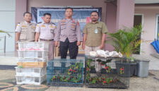 Ini 81 ekor burung berbagai jenis, termasuk satwa dilindungi seperti Perkici Dada Merah, berhasil diamankan di Pelabuhan Lembar, Lobar, Rabu (14/5/2025) sekitar pukul 13.30 Wita.