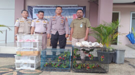 Ini 81 ekor burung berbagai jenis, termasuk satwa dilindungi seperti Perkici Dada Merah, berhasil diamankan di Pelabuhan Lembar, Lobar, Rabu (14/5/2025) sekitar pukul 13.30 Wita.