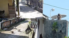Ini monyet liar yang berkeliaran di permukiman warga perumahan Dusun Bayan Pengsong, Desa Perampuan, Kecamatan Labuapi, Lombok Barat.