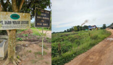 Lahan PT Agro Mekar Lestari (AML).