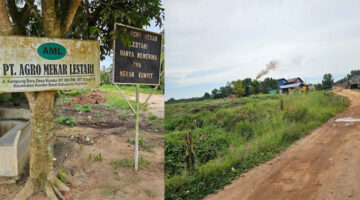 Lahan PT Agro Mekar Lestari (AML).
