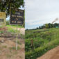 Lahan PT Agro Mekar Lestari (AML).