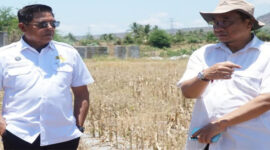 Bupati Lotim, H Haerul Warisin (kaca mata) bersama Kadis PUPR Lotim, Dewanto Hadi saat meninjau lokasi rencana pembangunan Sekolah Garuda.
