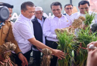 Mentan Andi Amran Sulaiman didampingi Gubernur NTB, Lalu Muhamad Iqbal dan Bupati Lotim, H Haerul Warisin saat meninjau berbagai infrastruktur pertanian pendukung, di antaranya lantai jemur bawang putih serta gudang benih milik UD Bayanaka yang selama ini menjadi salah satu motor penggerak produksi di kawasan Sembalun.