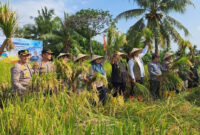 Suasana panen raya padi.