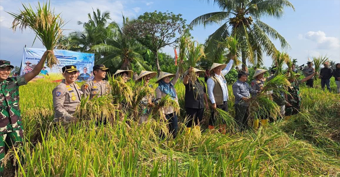 Suasana panen raya padi.