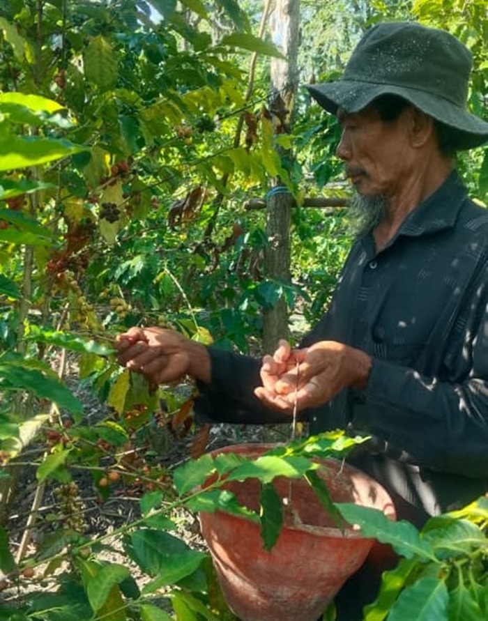 Amaq Rasip saat panen kopi.